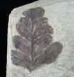 Jurassic Aged Cycad (Zamites) & Seed Fern (Pachypteris) #13546-2
